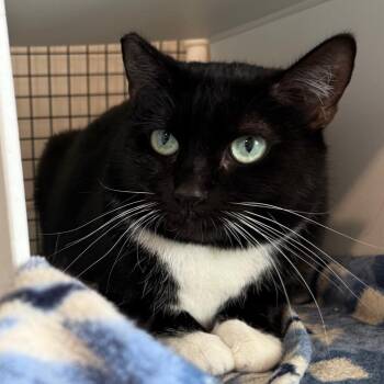 Rainer -  Domestic Short Hair Cat for Adoption in Cedaredge, Colorado - Rainer | PetCurious