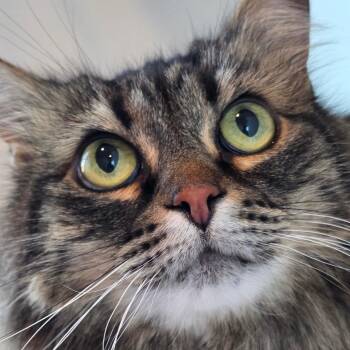 VonD -  Domestic Long Hair Cat for Adoption in Port Angeles, Washington - VonD | PetCurious