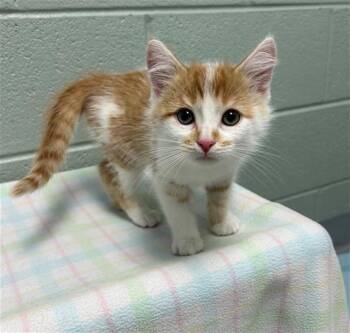 SWISS -  Domestic Short Hair Cat for Adoption in Geneva, Illinois - SWISS | PetCurious