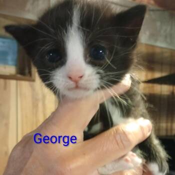 George -  Domestic Short Hair Cat for Adoption in Grand Rapids, Minnesota - George | PetCurious