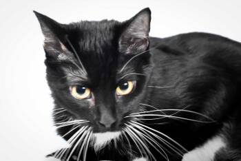 AYE -  Domestic Short Hair Cat for Adoption in Loveland, Colorado - AYE | PetCurious