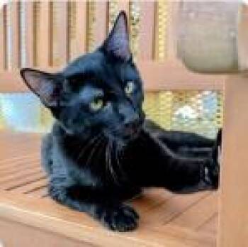Domestic Short Hair Cats Available for Adoption - ANCHO | PetCurious