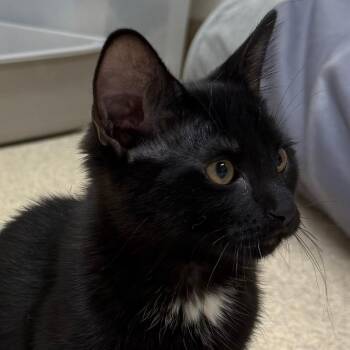 Selena -  Domestic Medium Hair Cat for Adoption in Naperville, Illinois - Selena | PetCurious