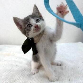 Sage Garden -  Tabby and Domestic Short Hair Cat for Adoption in Friendswood, Texas - Sage Garden | PetCurious