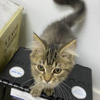 Ben -  Domestic Long Hair Cat for Adoption in Franklin, North Carolina - Ben | PetCurious