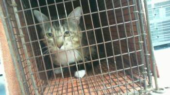 A1267961 -  Domestic Short Hair Cat for Adoption in Charlotte, North Carolina - A1267961 | PetCurious