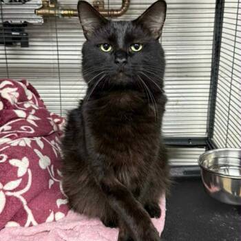 Rescue Domestic Long Hair Cats for Adoption in Mount Airy, North Carolina - Nausebaum | PetCurious