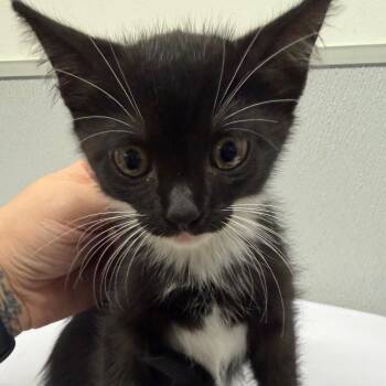 Aubree -  Domestic Short Hair Cat for Adoption in Tampa, Florida - Aubree | PetCurious