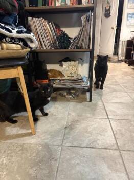 Allie -  Domestic Short Hair Cat for Adoption in New York, New York - Allie | PetCurious