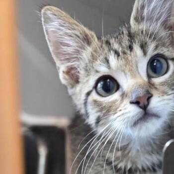 Chips* -  Domestic Short Hair Cat for Adoption in Voorhees Township, New Jersey - Chips* | PetCurious