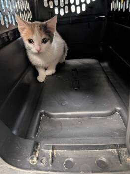 Neapolitan -  Domestic Short Hair Cat for Adoption in Cincinnati, Ohio - Neapolitan | PetCurious