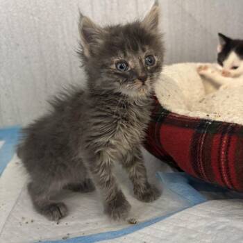 Domestic Medium Hair Cats Available for Adoption in Kanab, Utah - Scone | PetCurious