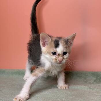 Clementine -  Domestic Short Hair Cat for Adoption in San Antonio, Texas - Clementine | PetCurious