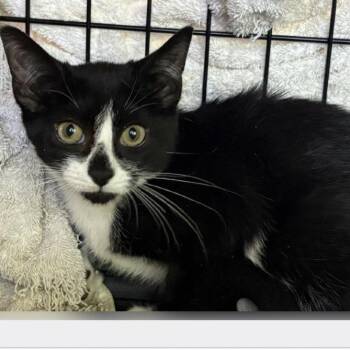 Latoya -  Domestic Short Hair Cat for Adoption in New York, New York - Latoya | PetCurious