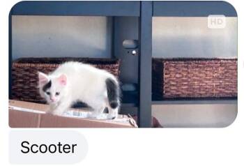 Domestic Short Hair Cats Available for Adoption in Mustang, Oklahoma - Scooter | PetCurious