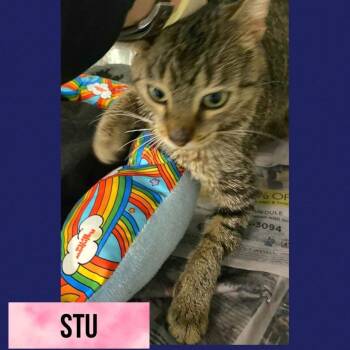 American Shorthair Cats Available for Adoption in Wheeling, Illinois - Stu | PetCurious