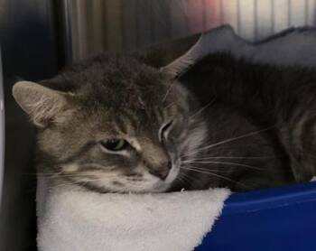 Cupcake -  Domestic Short Hair Cat for Adoption in Dubuque, Iowa - Cupcake | PetCurious