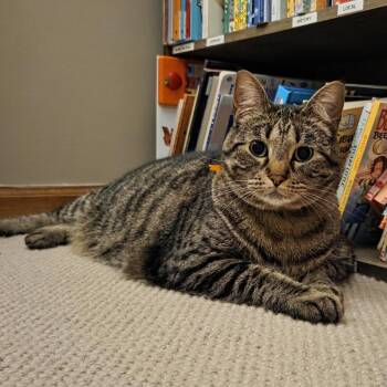 Luna C11783 -  Domestic Short Hair Cat for Adoption - Luna C11783 | PetCurious