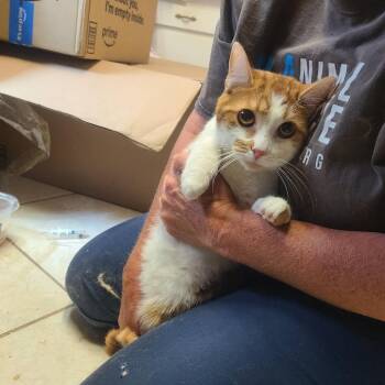 Carlos -  Domestic Short Hair Cat for Adoption in Hemet, California - Carlos | PetCurious