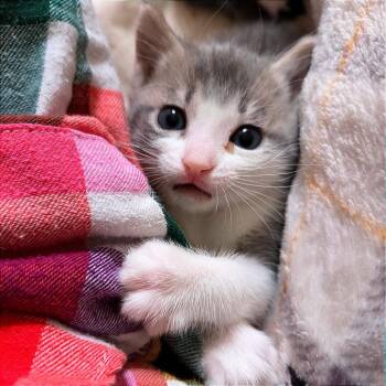 Domestic Short Hair Cats Available for Adoption in Keizer, Oregon - Amalfi | PetCurious