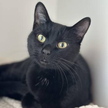 Via -  Domestic Short Hair Cat for Adoption in Chicago, Illinois - Via | PetCurious