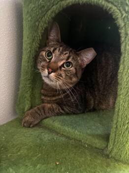 Domestic Short Hair Cats Available for Adoption in Chambersburg, Pennsylvania - Frankie (F) | PetCurious