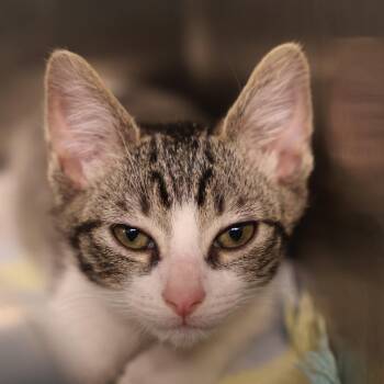 Tofu -  Domestic Short Hair Cat for Adoption in Briarcliff Manor, New York - Tofu | PetCurious