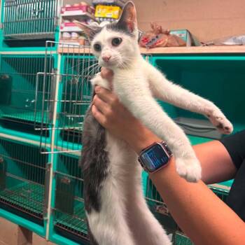Shortcake -  Domestic Short Hair Cat for Adoption in Edwardsville, Illinois - Shortcake | PetCurious