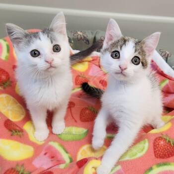 Mouse & Rat -  Domestic Short Hair Cat for Adoption in Marshfield, Wisconsin - Mouse & Rat | PetCurious