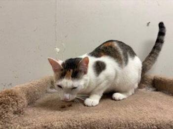 Peaches -  Calico and Domestic Short Hair Cat for Adoption in Fayetteville, Georgia - Peaches | PetCurious