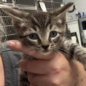 Xavier -  Domestic Short Hair Cat for Adoption in Marion, Virginia - Xavier | PetCurious