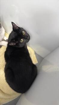 Rescue Domestic Short Hair Cats for Adoption in West Chester, Pennsylvania - Wilbur | PetCurious