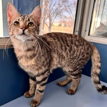 Domestic Short Hair Cats Available for Adoption - What | PetCurious