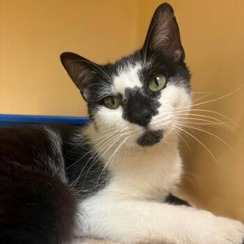 Potassium -  Domestic Short Hair Cat for Adoption in East Hanover, New Jersey - Potassium | PetCurious