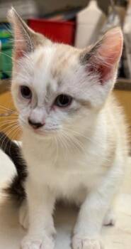 ARRIANA -  Siamese Cat for Adoption in Elizabethton, Tennessee - ARRIANA | PetCurious