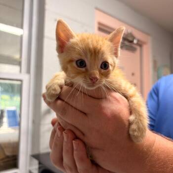 Caramel -  Domestic Short Hair Cat for Adoption in Franklin, North Carolina - Caramel | PetCurious
