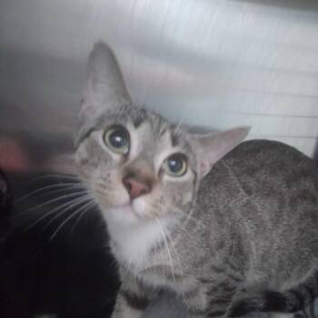 Fingernail -  Domestic Short Hair Cat for Adoption in Spruce Pine, North Carolina - Fingernail | PetCurious
