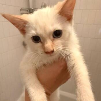 Tuna Turner -  Domestic Short Hair Cat for Adoption - Tuna Turner | PetCurious