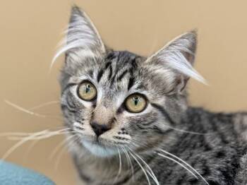 Ophelia -  Domestic Medium Hair Cat for Adoption in Portland, Oregon - Ophelia | PetCurious