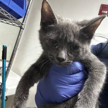 Domestic Short Hair Cats Available for Adoption in Philadelphia, Pennsylvania - Huckleberry | PetCurious