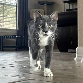 Beaux-Beaux -  Domestic Short Hair and Russian Blue Cat for Adoption in Austin, Texas - Beaux-Beaux | PetCurious