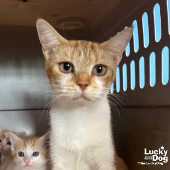 Rescue Domestic Short Hair Cats for Adoption in Washington, District Of Columbia - Birdie | PetCurious