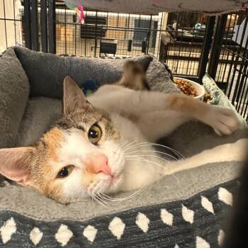 Poppy -  Domestic Short Hair Cat for Adoption in Richmond, Indiana - Poppy | PetCurious