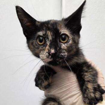 Anassa -  Domestic Short Hair Cat for Adoption in Abilene, Texas - Anassa | PetCurious