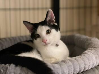 Rescue Tuxedo Cats for Adoption in Honeoye, New York - Aladdin | PetCurious