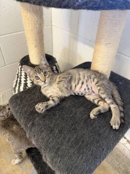 Dorothy -  Domestic Short Hair Cat for Adoption in Ontario, California - Dorothy | PetCurious