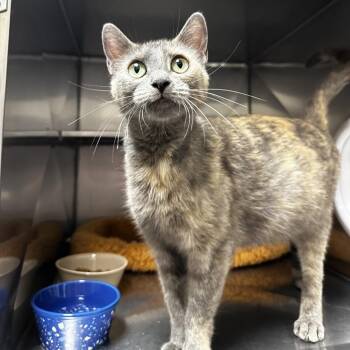 Grace -  Domestic Short Hair Cat for Adoption in Blue Ridge, Georgia - Grace | PetCurious