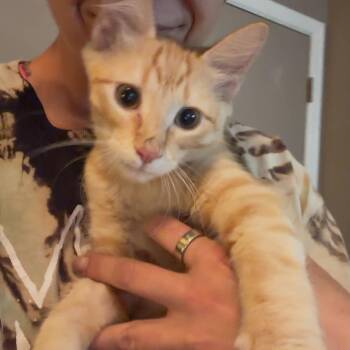 Presley Aaron -  Domestic Long Hair Cat for Adoption in Oklahoma City, Oklahoma - Presley Aaron | PetCurious