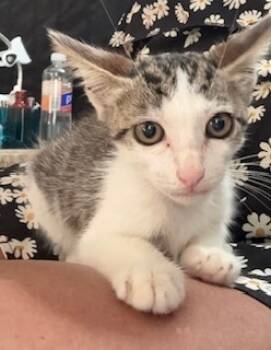 Rescue Domestic Short Hair Cats for Adoption in Ruskin, Florida - Otis | PetCurious