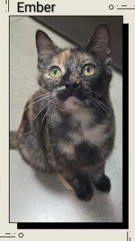 Domestic Short Hair Cats Available for Adoption in Caistor Centre, Ontario - Ember | PetCurious